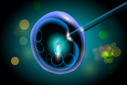 Egg fertilisation