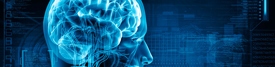 Brain