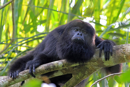 Monkey resting in a tree