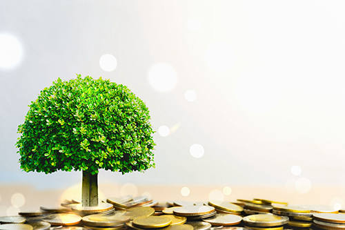 tree growing surrounded by coins