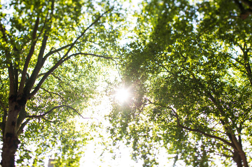 Sunshine through the trees