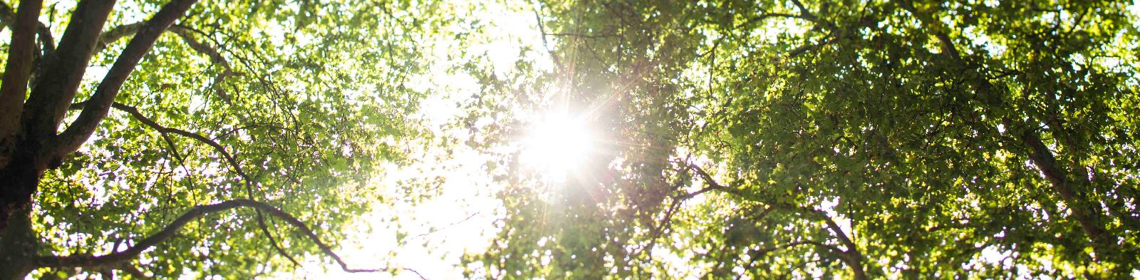 Sunshine through the trees
