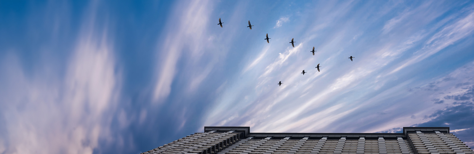 Birds flying above a building