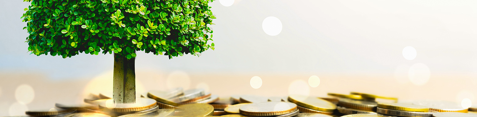 tree growing surrounded by coins