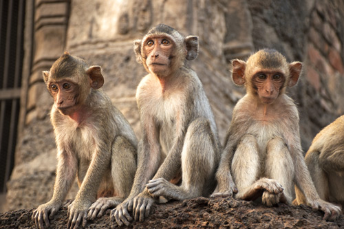 Three lopburi monkeys. Cass monkeys investment performance