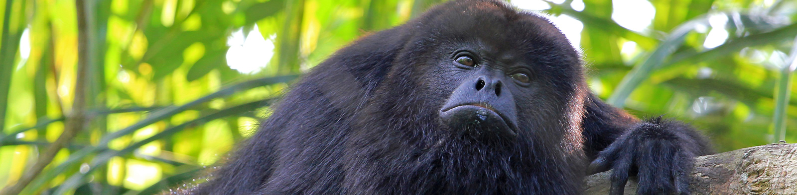 Monkey resting in a tree