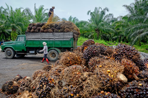 Palm Oil being harvested